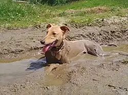 Un lévrier hongrois qui est allongé dans une flasque d'eau boueuse afin de se rachaîchir des chaleurs du mois d'août