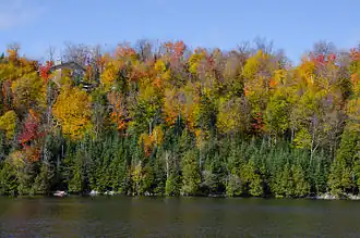 Feuillage virant du vert  au rouge au Québec, début octobre.