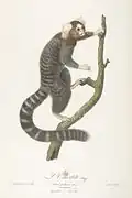 L'Ouistiti dans l'Histoire naturelle des singes et des makis de Jean Baptiste Audebert (1799).
