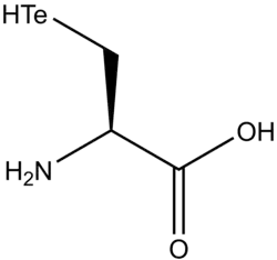 Image illustrative de l’article Tellurocystéine