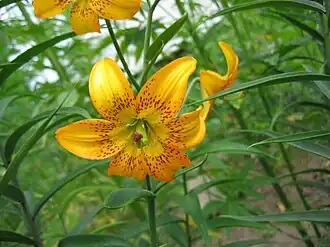 Description de cette image, également commentée ci-après