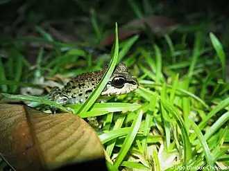 Description de l'image L.myersi.jpg.