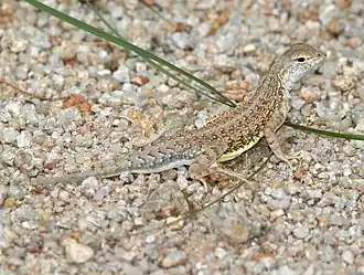 Description de l'image LIZARD, ELEGANT EARLESS (Holbrookia elegans) (8-9-11) chino cyn, scc, az -01 (6030202178).jpg.