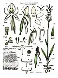 Habenaria propinquior