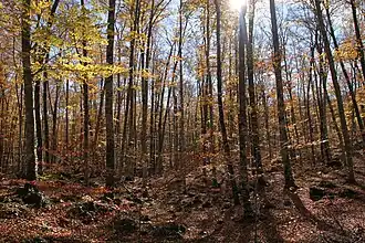 Image illustrative de l’article Fageda d'en Jordà