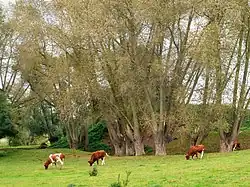 La motte féodale d'Ochtezeele