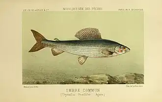 Thymallus thymallus