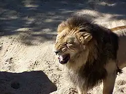 Brutus, un lion mâle (Panthera leo).