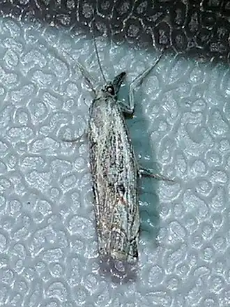 Description de l'image La cerveza.jpg.