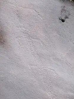 Gravure rupestre, parc national de la Lopé, Gabon