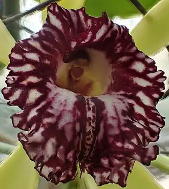 Description de cette image, également commentée ci-après