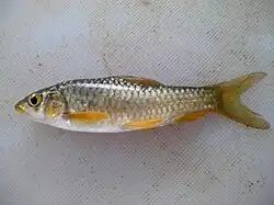 Labeobarbus marequensis.