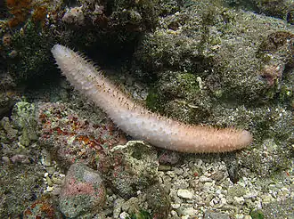 Description de cette image, également commentée ci-après