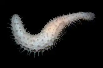 Labidodemas rugosum.