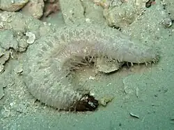 Labidodemas semperianum.