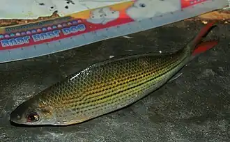 Labiobarbus fasciatus.