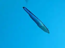 Un labre nettoyeur (Labroides dimidiatus)