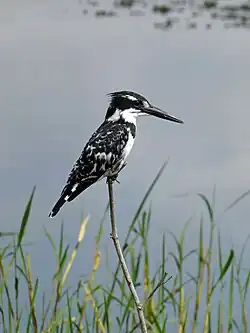 Martin-pêcheur pie (Ceryle rudis)