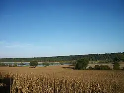 Champs de maïs autour du lac de Puydarrieux en octobre 2018.