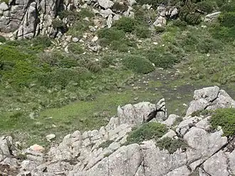 Image illustrative de l’article Lac du Monte Tignoso