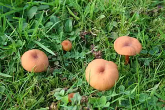 Description de l'image Laccaria proxima JPG01.JPG.