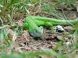Vue d'un Lézard vert occidental