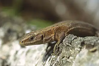 Lézard vivipare (Zootoca vivipara).