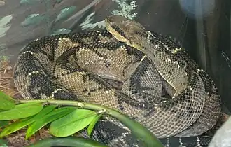 Description de l'image Lachesis stenophrys (2).jpg.