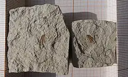 Lachnopus robustus N. Théobald 1935. Empreinte et contre-empreinte.