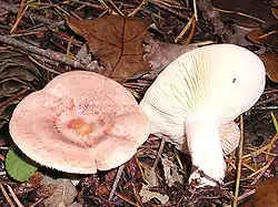 Lactarius chrysorreus.