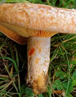 Pied orné de fossettes (scrobicules).