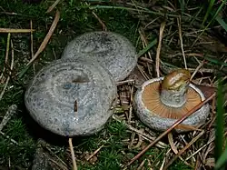 Lactaire gris orangé (Lactarius quieticolor), avec ses tons gris, sous Pin.