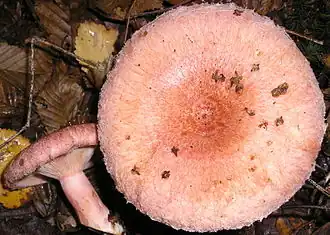 Lactarius torminosus.