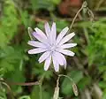 Fleur de Lactuca perennis.