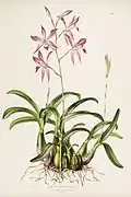 Laelia autumnalis, Mexique.