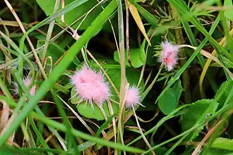 Description de l'image Laetisaria fuciformis 48549054.jpg.