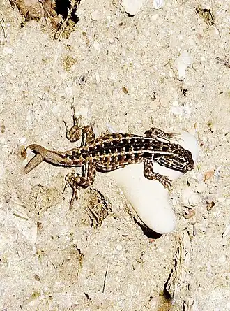 Description de cette image, également commentée ci-après