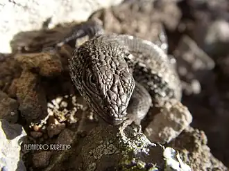 Description de l'image Lagartija de Tandilia.jpg.