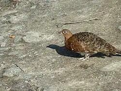 Une femelle lagopède des saules avec son plumage d'été dans le parc national d'Abisko, en Suède.