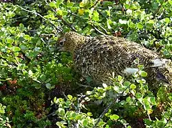 Un lagopède des saules dans le parc national d'Abisko en Suède.