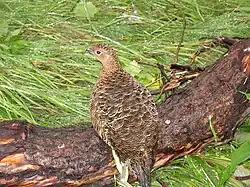 Lagopède des saules