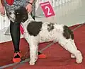 Lagotto blanc et marron.