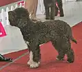 Lagotto marron.