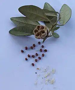 Capsules de Lagunaria patersonia vidé de ses poils et graines.