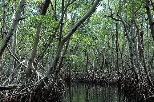 Mangroves
