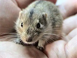 Description de l'image Lagurus lagurus.jpg.