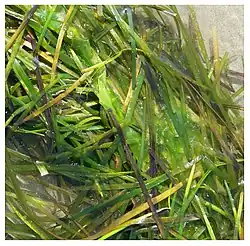 Inhabituel sur la façade atlantique, une laisse de mer  principalement constituée de feuilles de zostères, plante à fleur équivalent atlantique de la posidonie, et de rares algues vertes (Morgat, baie de Douarnenez)