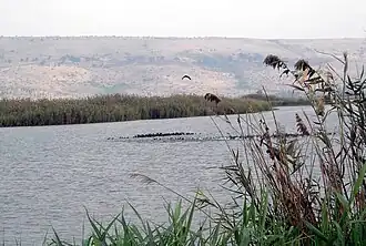 Oiseaux sur le petit lac de la Houla