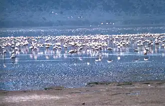 Flamants du lac Nakuru.
