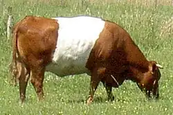 photo couleur d'une vache rouge à ceinture blanche tout autour des flancs. L'animal a un ventre rond à pattes courtes.